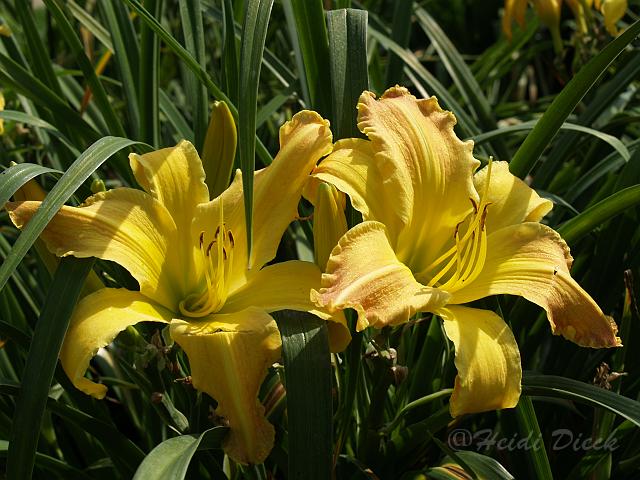 Hemerocallis Annegret Brauckmann.JPG